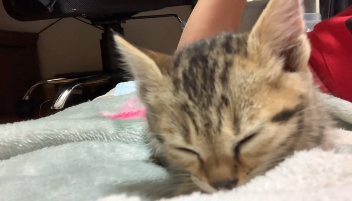 突っ伏しそうな子猫