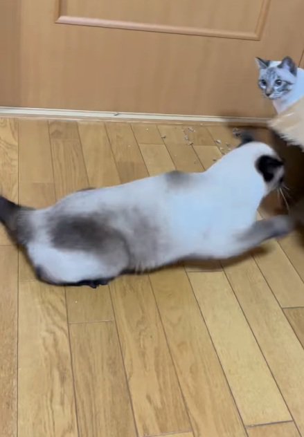 ダンボールに戻る猫