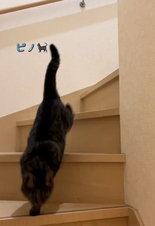 颯爽と下りる猫