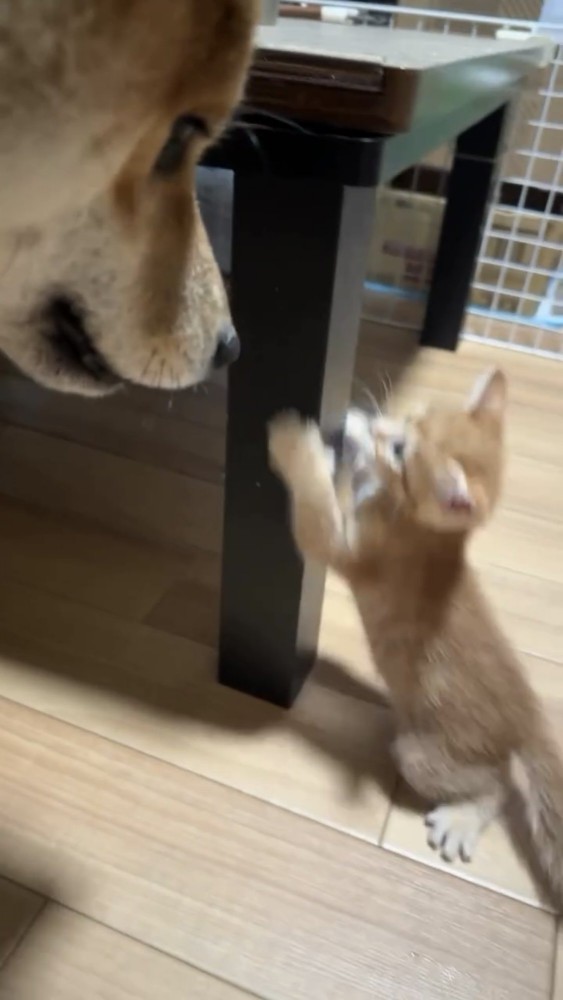 じゃれ合う子猫と犬