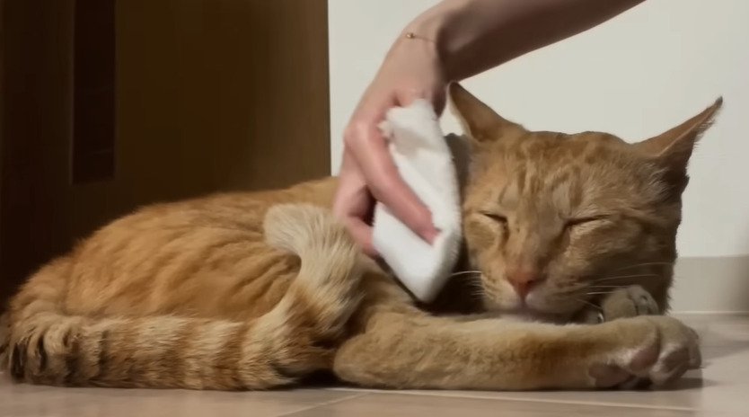 拭かれる猫