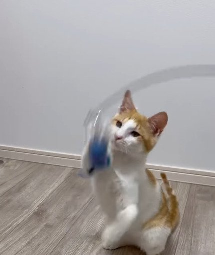 おもちゃで遊ぶ善くん