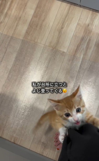 人の足によじ登っている子猫