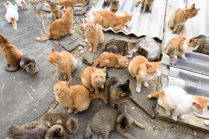 青島の猫たち
