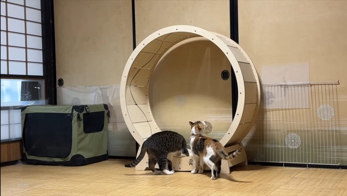 匂いを嗅ぐ姉妹