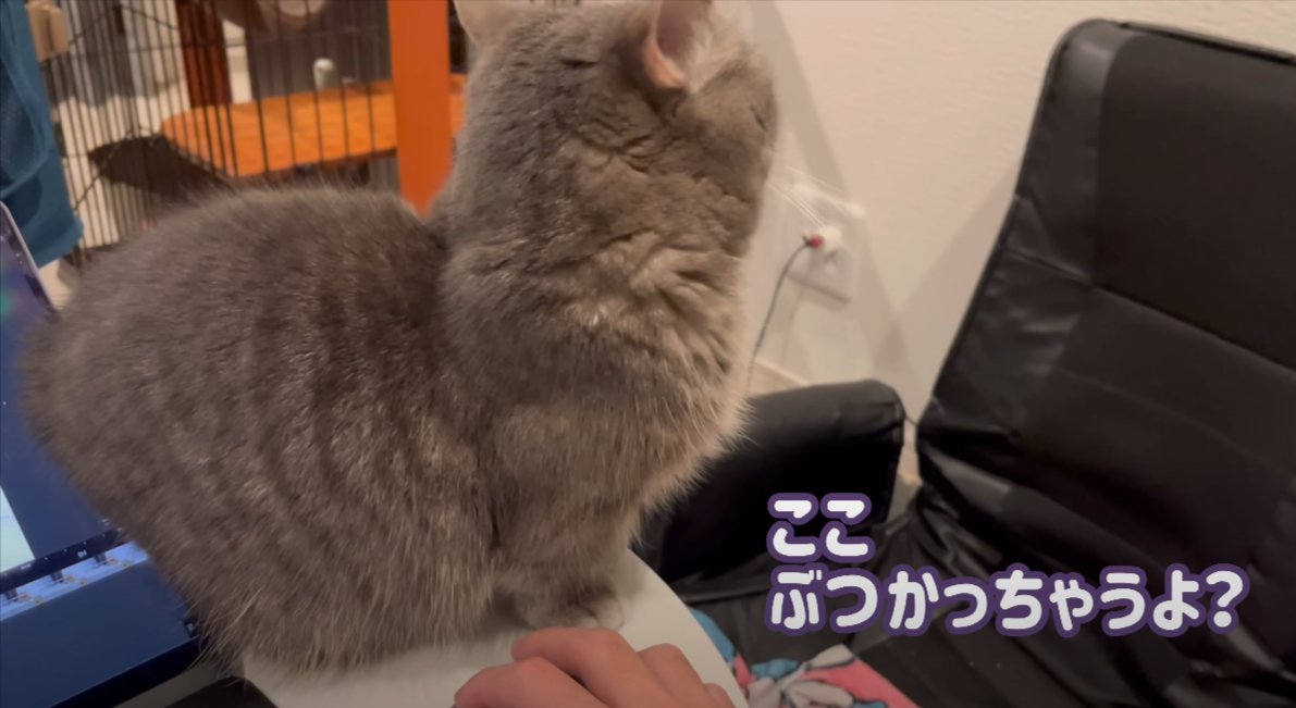 人の手とそばで右を向いて座る猫（顔は見えない）