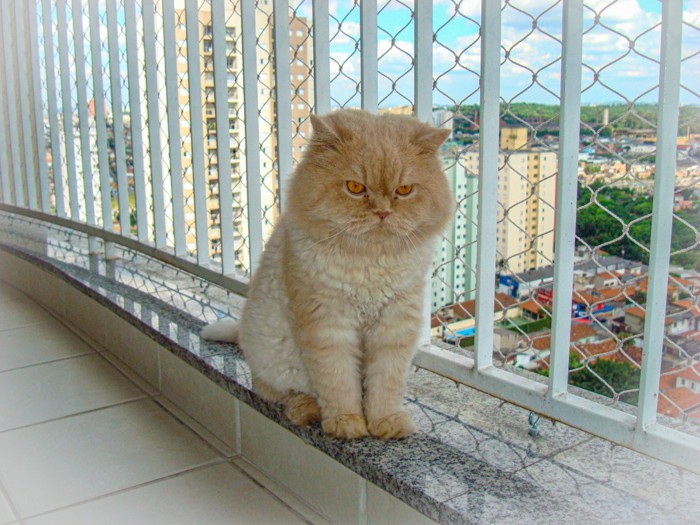 外を眺める猫
