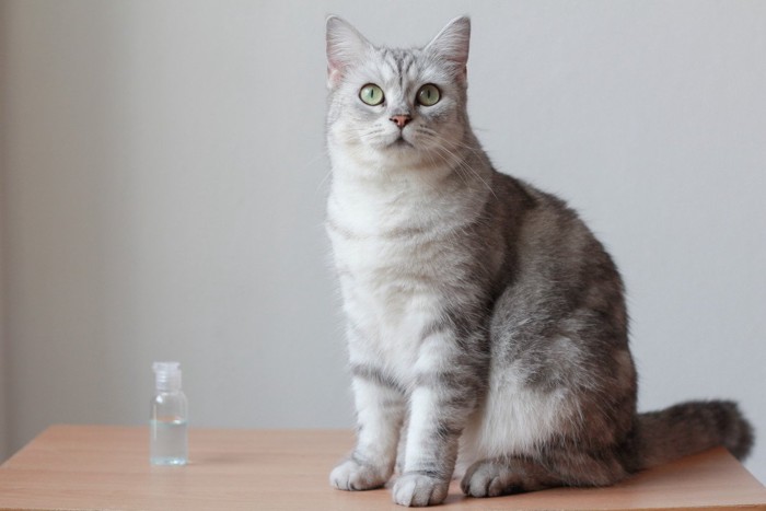 消毒液と猫