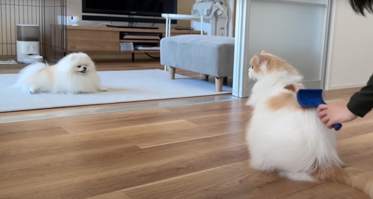 ブラッシングしてもらう猫