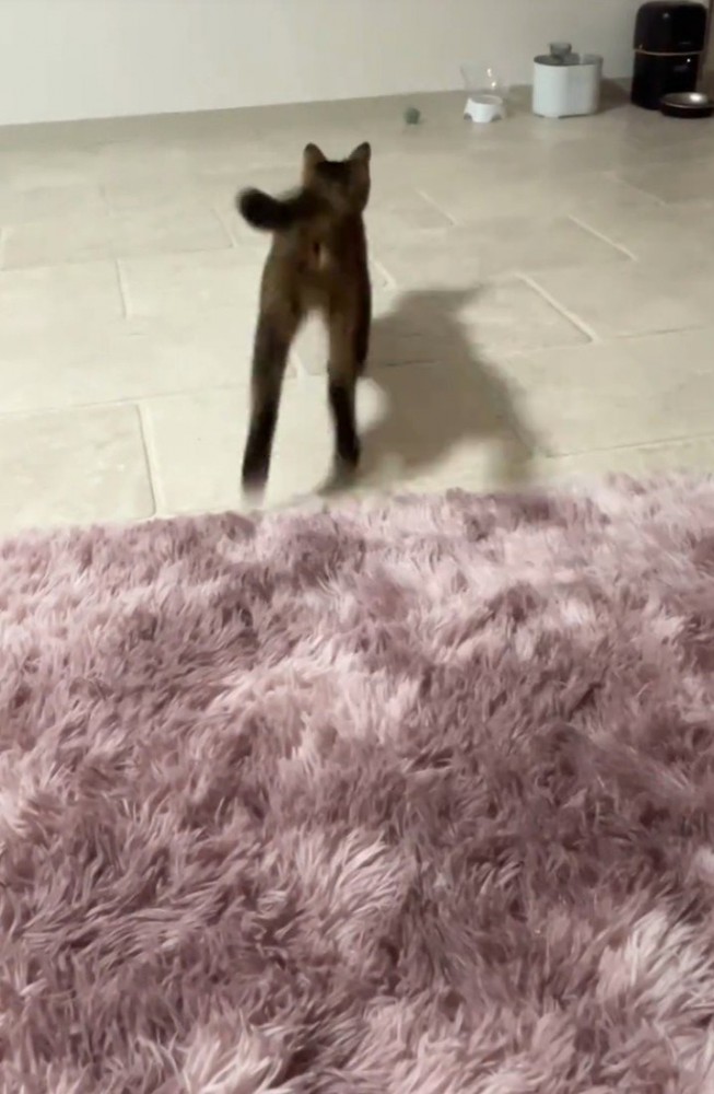 ボールを追いかける猫