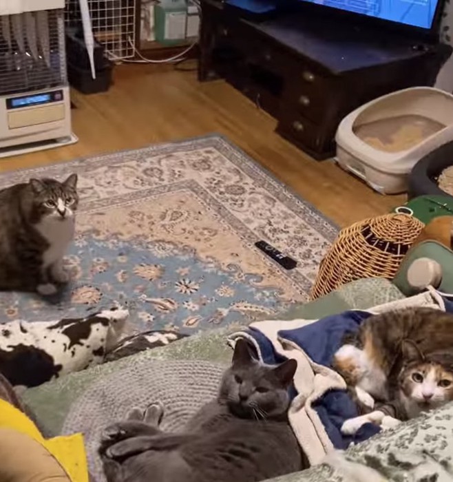 口を開けたソファ右側の猫と口を閉じた2匹の猫