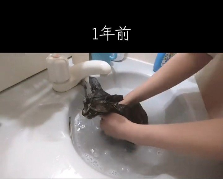 洗面台で洗われる子猫