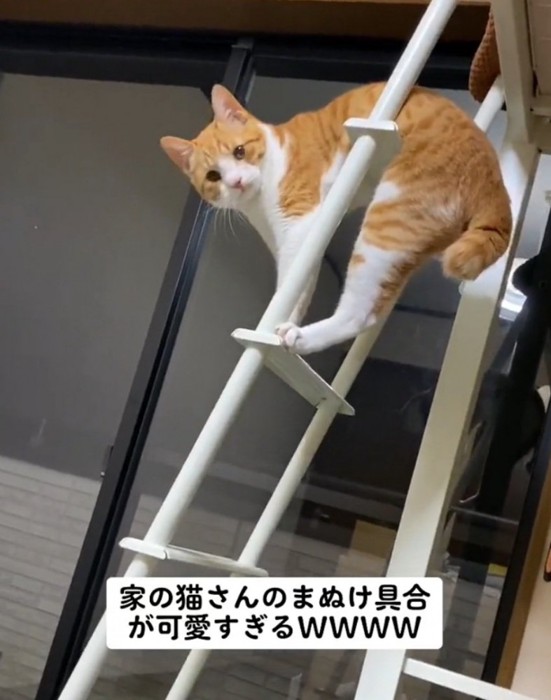困り顔の猫