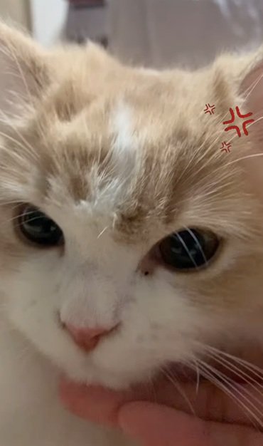 目を見開く猫