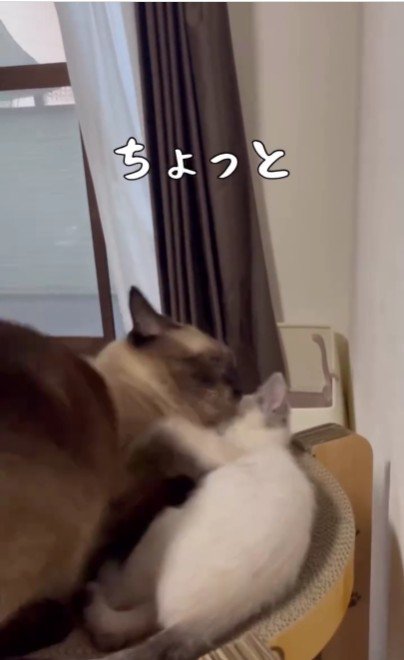 添い寝をしている大人の猫と子猫