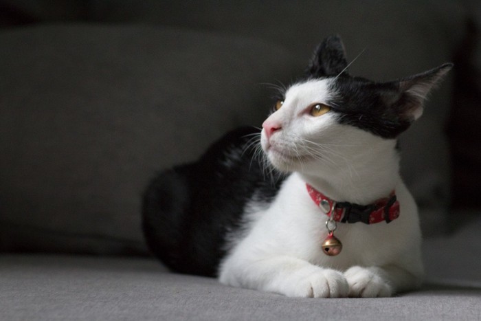 座って見上げる白黒猫