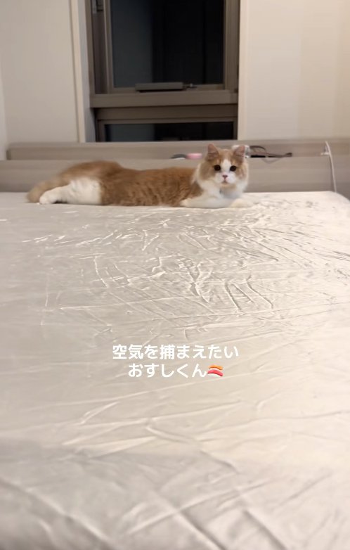 両手両足を伸ばしてベッドに伏せるカメラ目線の猫
