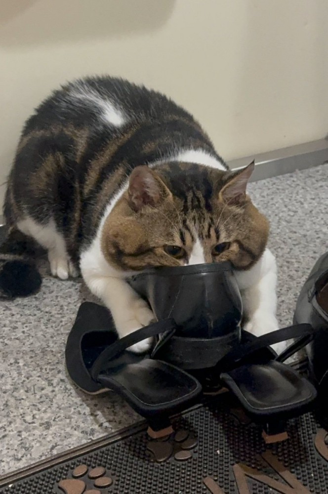 靴に顔を入れる猫