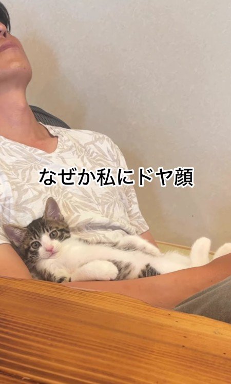 パパさんの上でくつろぐ子猫