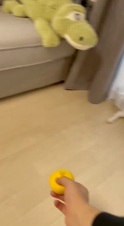 ボールを持つ飼い主