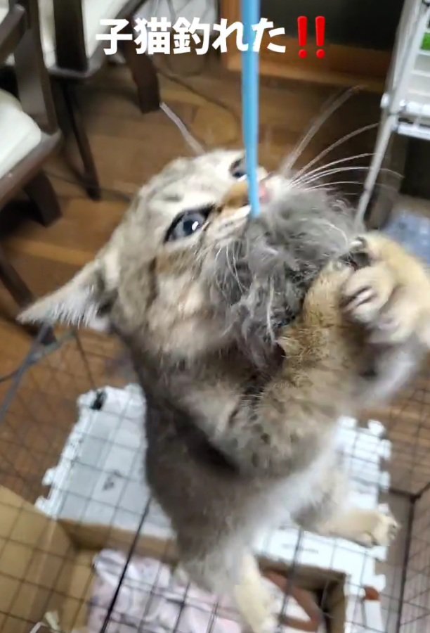 バキバキの目になる小町ちゃん