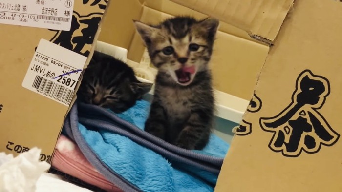 段ボールの中で眠る子猫と舌を出す子猫