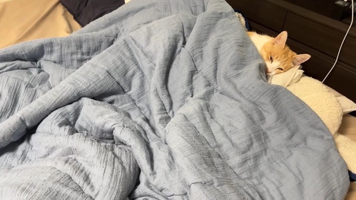 布団で寝るロビンくん(少し近づいて)