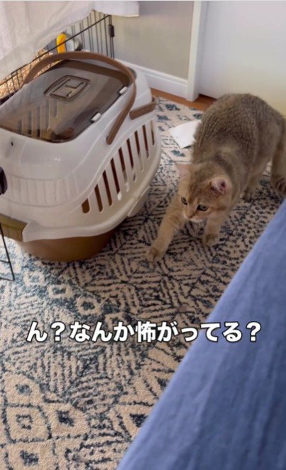 後ずさりをする猫