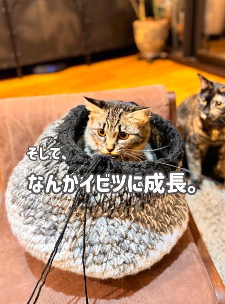 製作中の猫ハウスに入るキジトラ猫