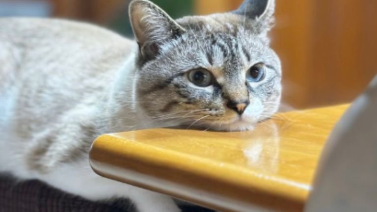 テーブルに頭を乗せている猫