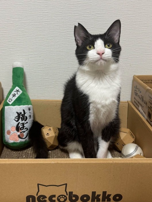 成長した子猫