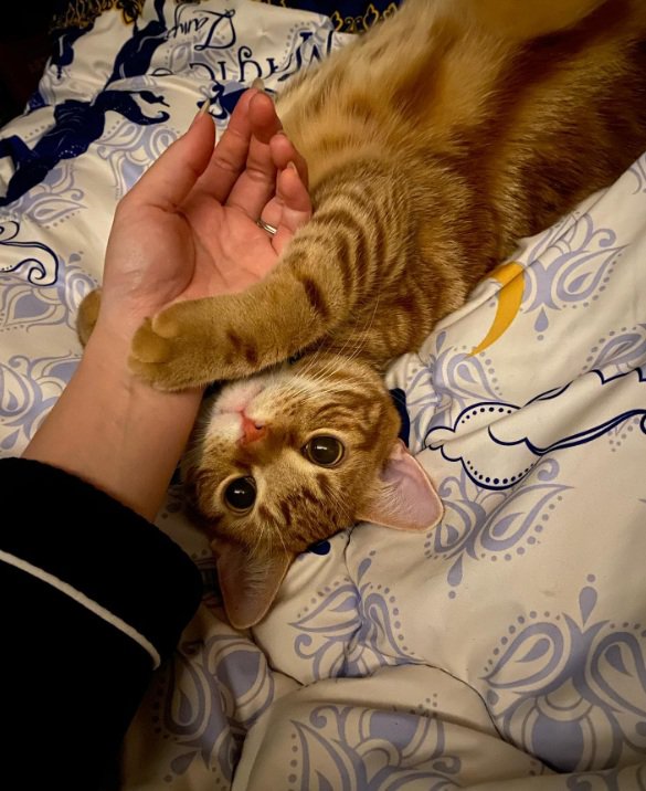 床で飼い主の手をにぎる猫