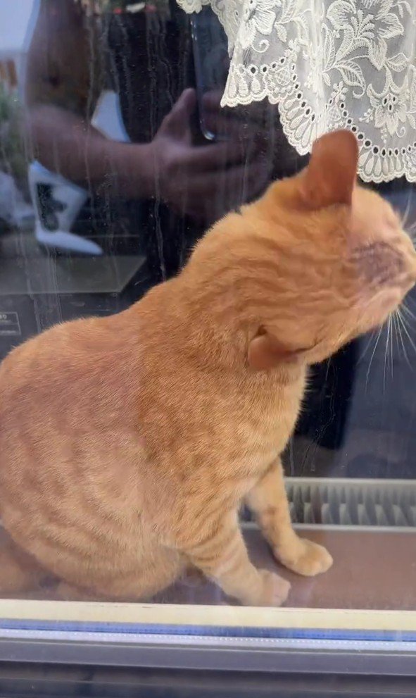 窓の向こうの猫