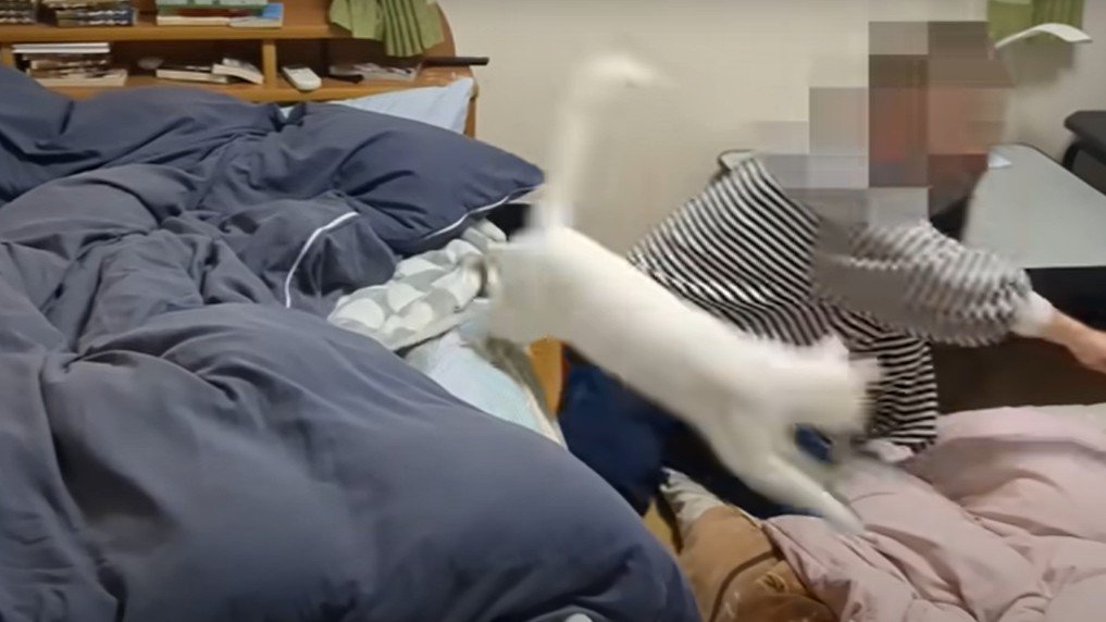 ベッドから飛び降りる猫