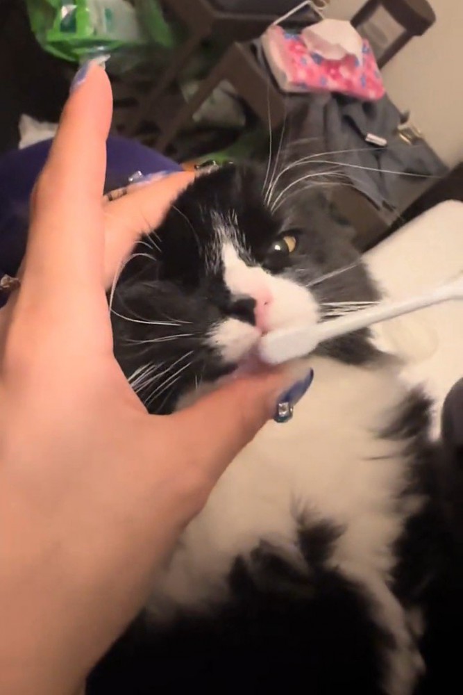 前歯を歯ブラシで磨く猫