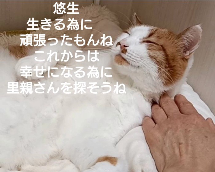 目を細める猫
