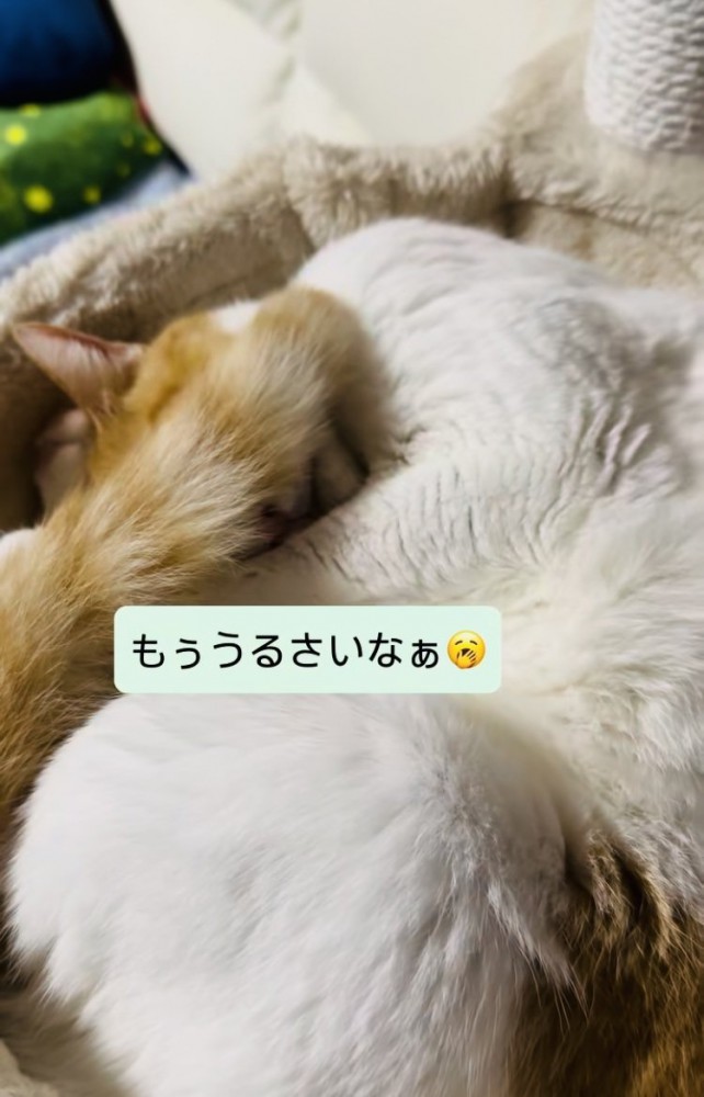 キャットタワーのベッドで寝る保護猫