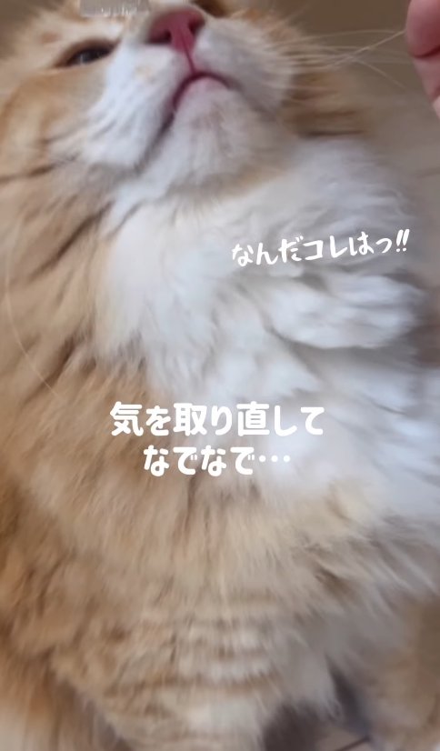 お座りしてアゴを上げている猫