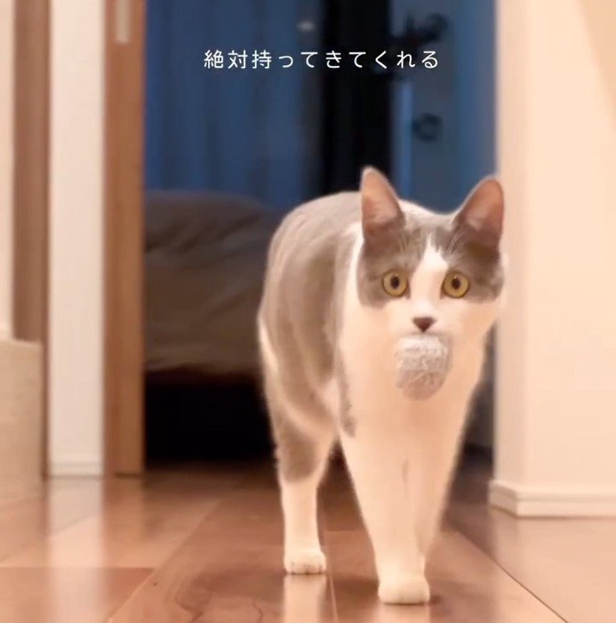 ボールをくわえる猫