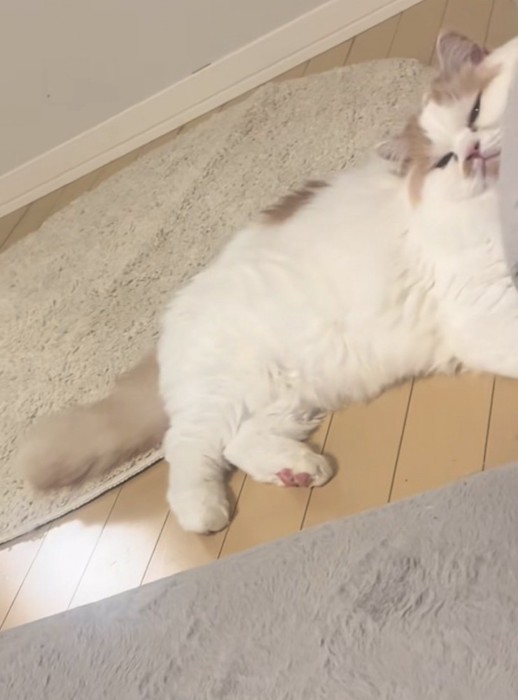 不機嫌そうな猫