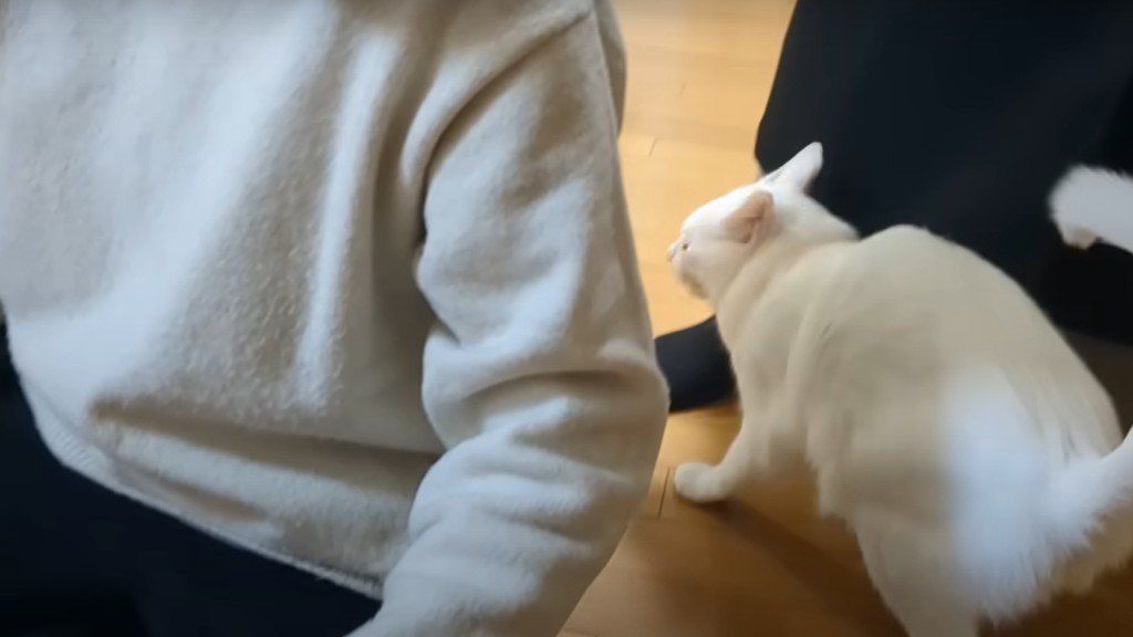 人に体をくっつける白猫%スリスリしにきました