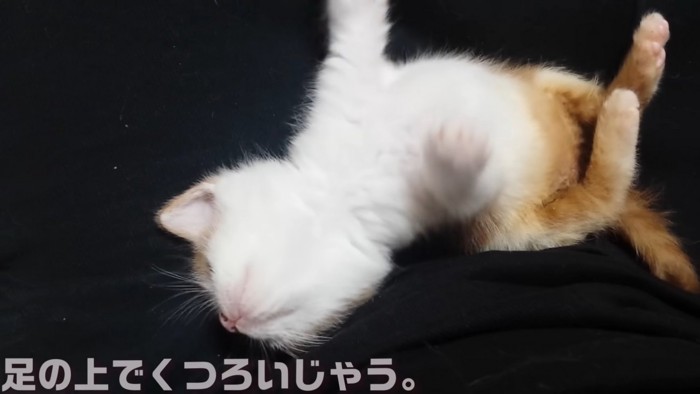 仰向けの子猫