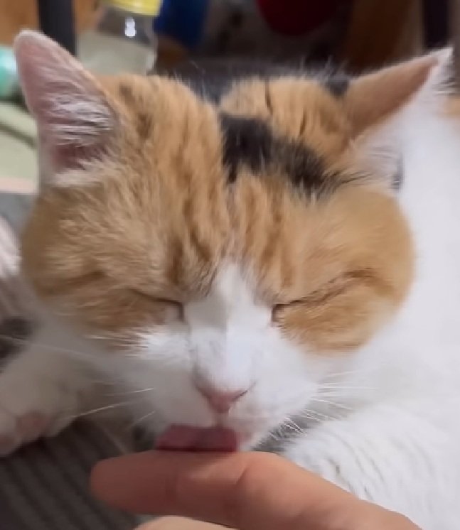 舐める猫