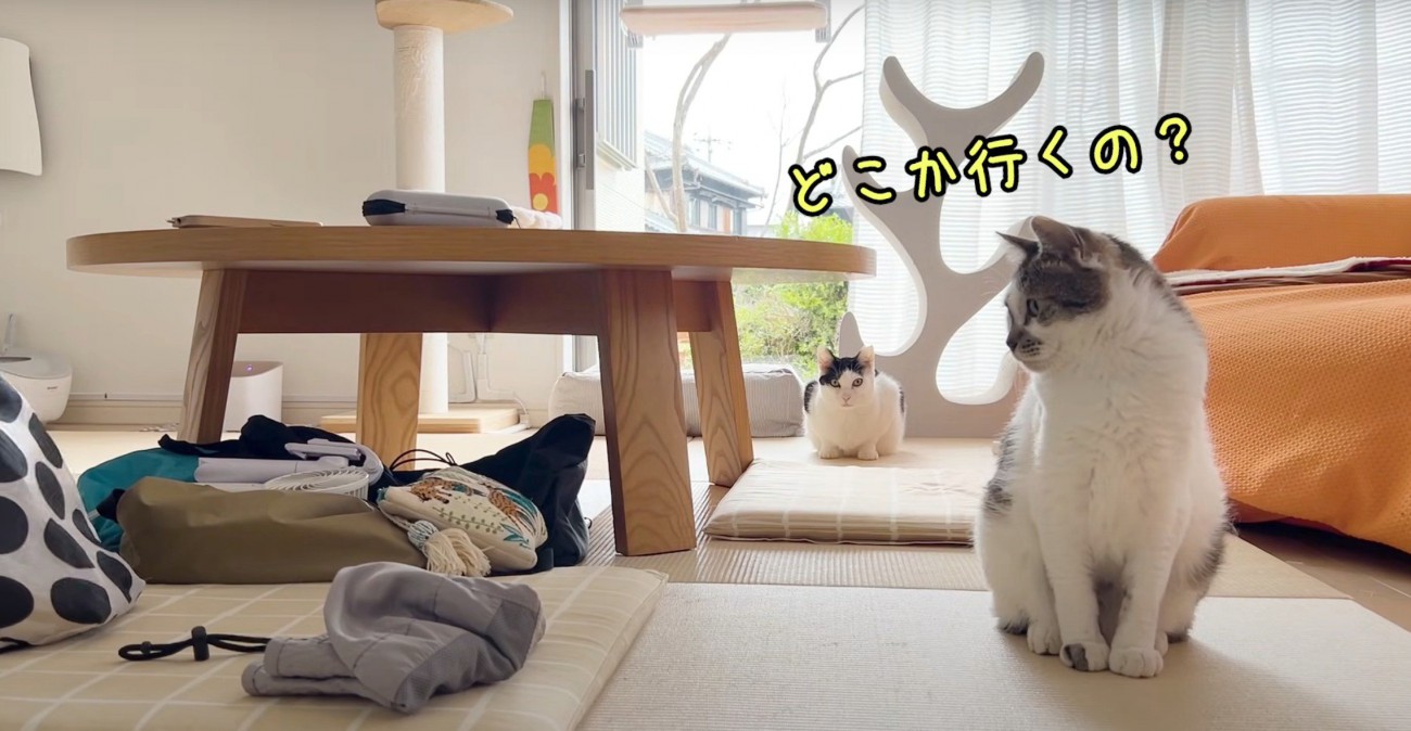 左を見つめる猫