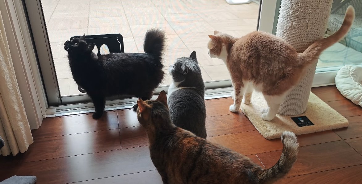窓のそばに集まる猫4匹
