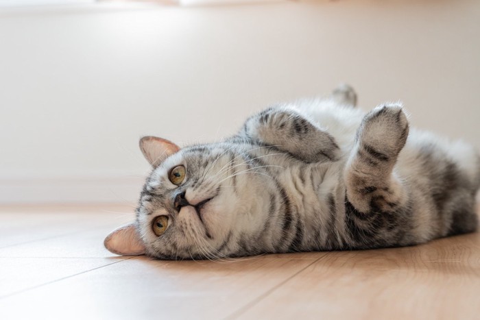 仰向けで寝転がる猫