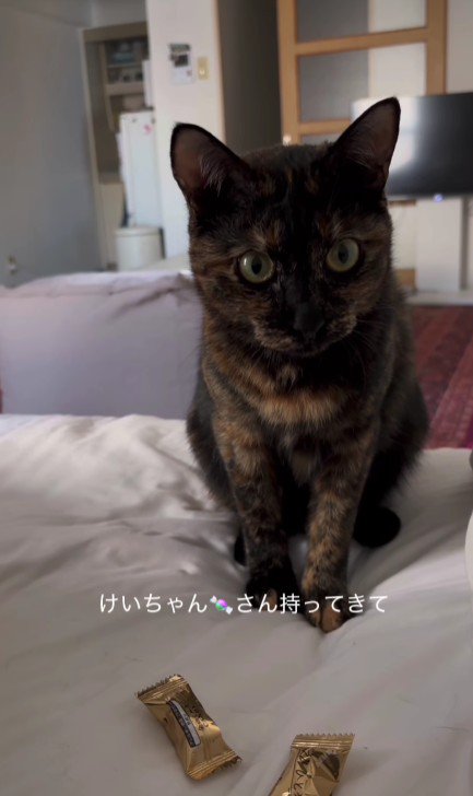ベッドの上の猫