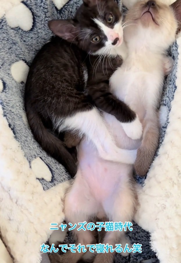 一緒にくつろぐ2匹の子猫