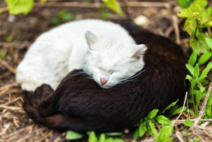 陰陽をかたどった白猫と黒猫