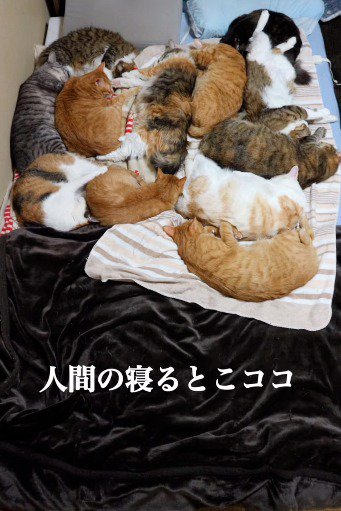 布団の上側に集まって眠る猫たち